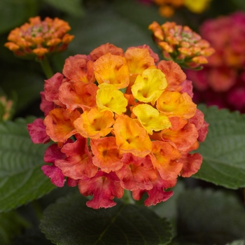Lantana Lantana