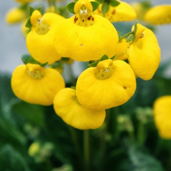 Calceolaria Calceolaria