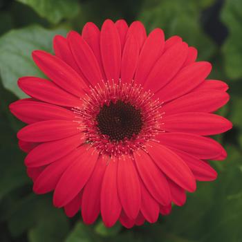 Gerbera Daisy