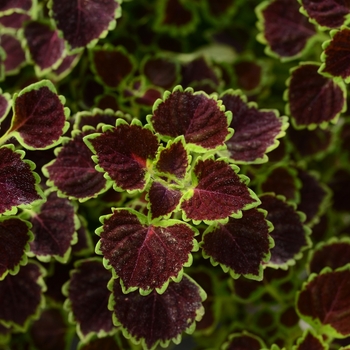 Coleus Coleus