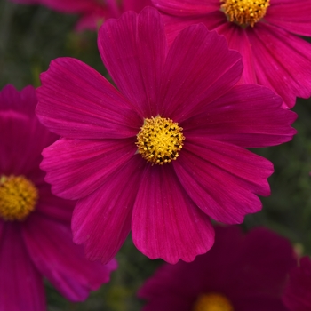 Cosmos Cosmos