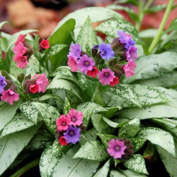 Lungwort