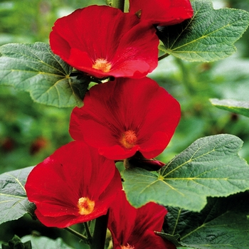 Hollyhock