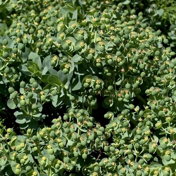 Cushion Spurge Cushion Spurge