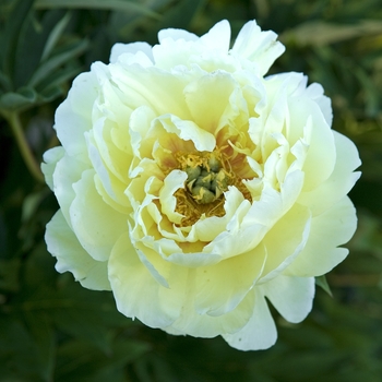 Peony Itoh