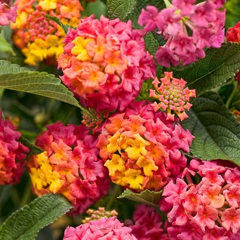 Luscious&reg; Lantana