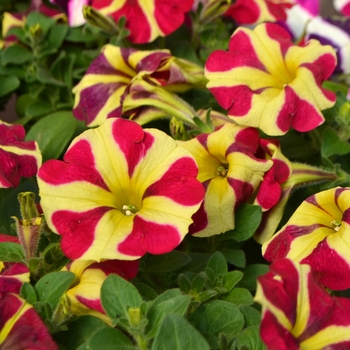 Petunia