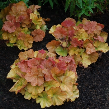 Coral Bells
