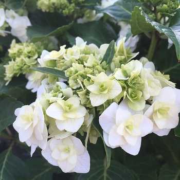 Wedding Gown Hydrangea