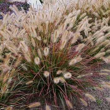Prairie Winds&reg; 'Desert Plains'