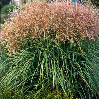 Maiden Grass Maiden Grass