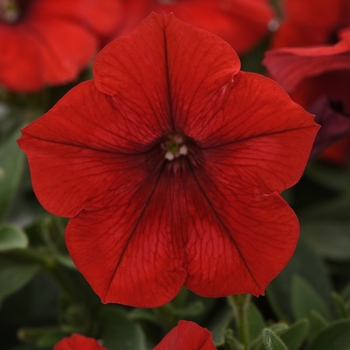 Petunia Petunia