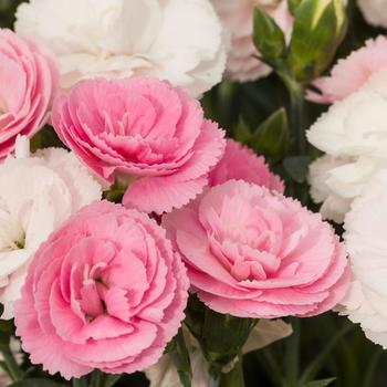 Border Carnation Border Carnation
