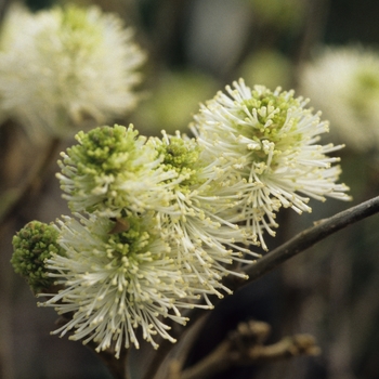 'Mount Airy' Mount Airy Fothergilla