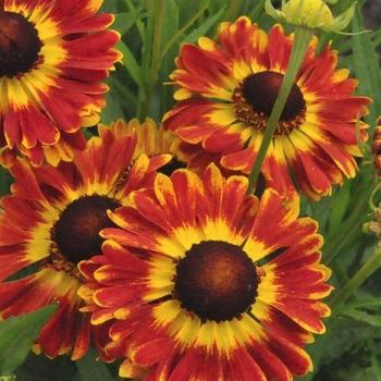 Sneezeweed