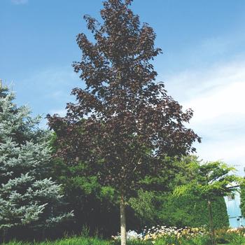 'Crimson Sunset®' Maple