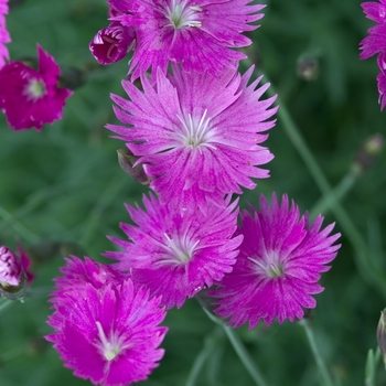 Border Carnation Border Carnation