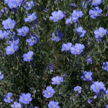 Flax