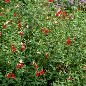 Salvia