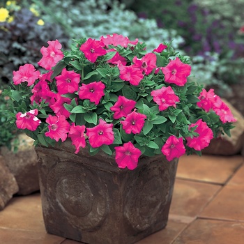 Supertunia&reg; Giant Pink