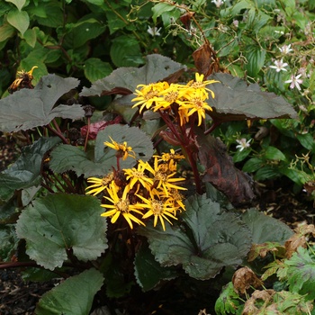Ragwort