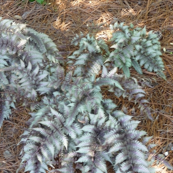 Japanese Painted Fern Japanese Painted Fern