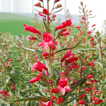 Beardtongue Beardtongue