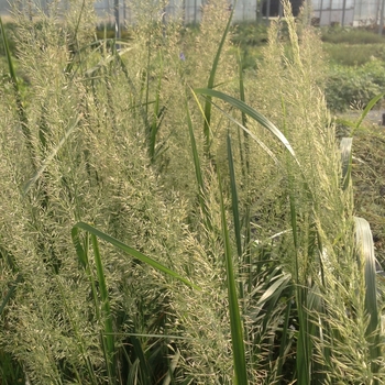 Korean Feather Reed Grass
