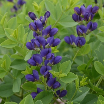 Decadence® False Indigo