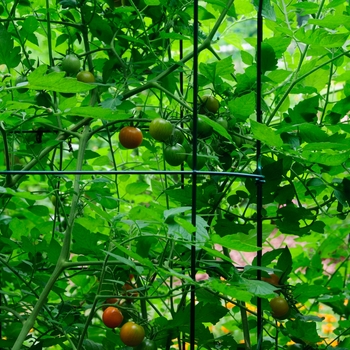 Tomato Tomato