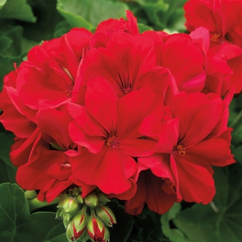 Calliope&reg; Large Dark Red