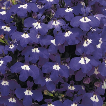 Lobelia Lobelia