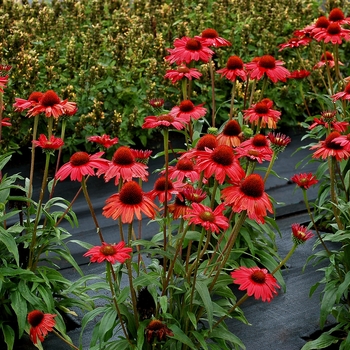Coneflower Coneflower