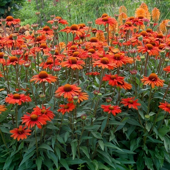Coneflower