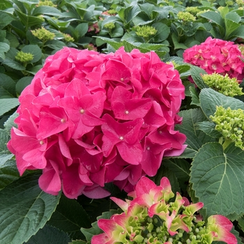 Hydrangea Hydrangea
