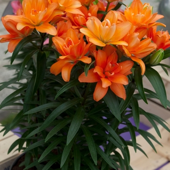 Asiatic Pot Lily