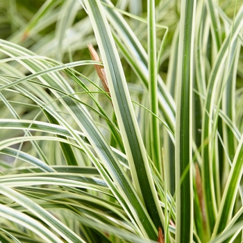 Sedge