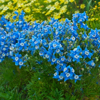Larkspur