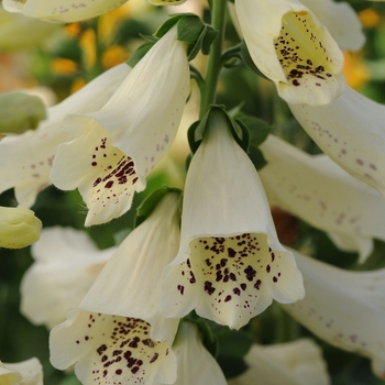 Foxglove