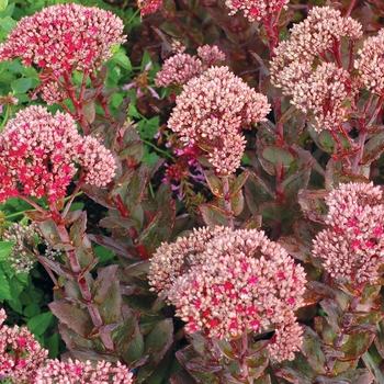Stonecrop