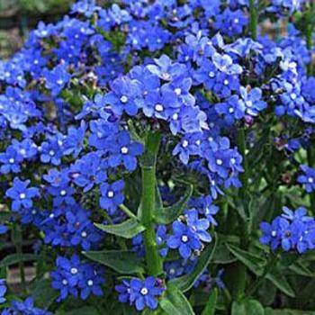 Bugloss