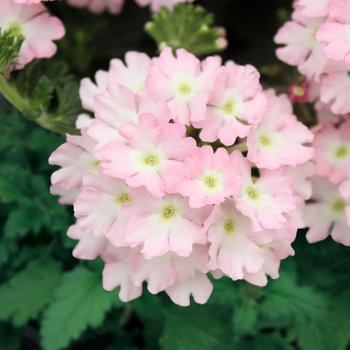 Verbena