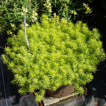 Stonecrop