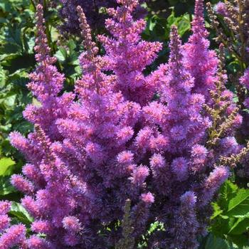 False Spirea