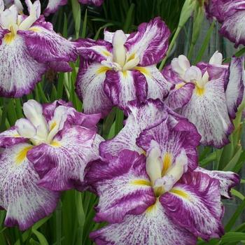 Japanese Iris Japanese Iris