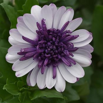 4D™ Violet Ice 4D™ Violet Ice