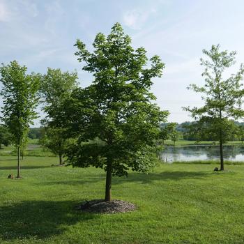 Pacific Sunset&reg; Maple
