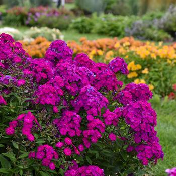 Luminary™ 'Ultraviolet' Luminary™ 'Ultraviolet'