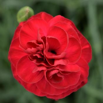 Border Carnation