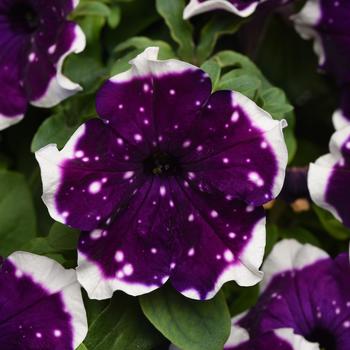 Petunia 